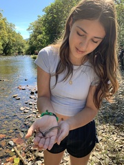 Regina septemvittata