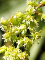 Rumex californicus