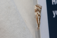 Catoptria oregonicus