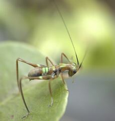 Tettigoniidae