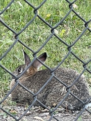 Oryctolagus cuniculus domesticus