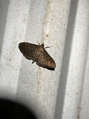 Pilocrocis ramentalis