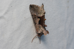 Autographa ampla