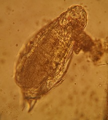 Rotifera