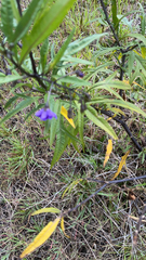 Solanum laciniatum