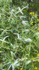 Clematis microphylla