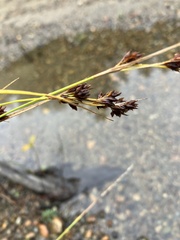 Rhynchospora capitellata