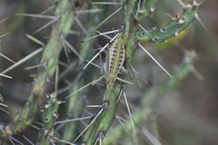 Tettigoniidea