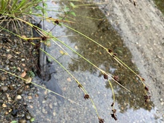 Rhynchospora capitellata