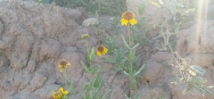 Helianthus laciniatus