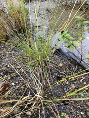 Rhynchospora capitellata