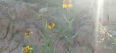 Helianthus laciniatus