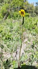 Verbesina tetraptera