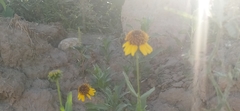 Helianthus laciniatus