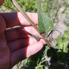 Verbesina tetraptera