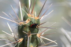 Braconinae