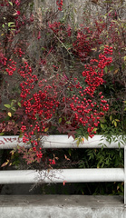 Nandina domestica