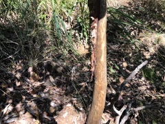 Cervus elaphus