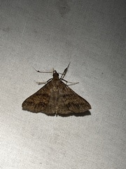 Renia discoloralis