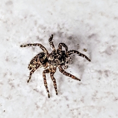Mexigonus
