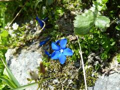 Gentiana bavarica