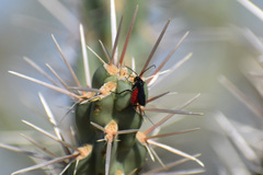 Braconinae