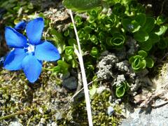 Gentiana bavarica