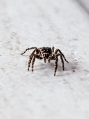 Mexigonus