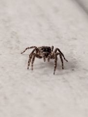 Mexigonus