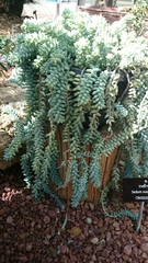 Sedum burrito
