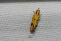 Agapeta zoegana