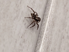 Mexigonus