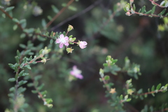 Lithomyrtus microphylla