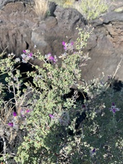 Dalea frutescens