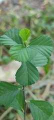 Sida cordifolia