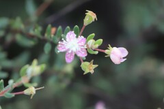 Lithomyrtus microphylla