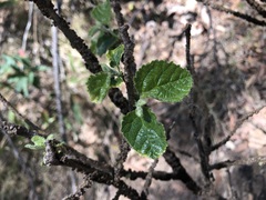 Grewia latifolia