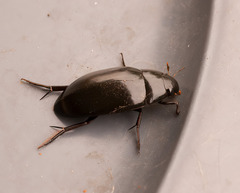 Hydrophilus triangularis