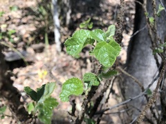 Grewia latifolia
