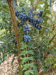 Berberis oiwakensis