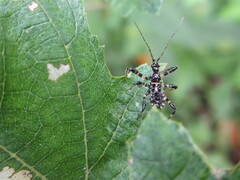 Sphedanolestes impressicollis