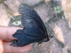 Papilio thaiwanus