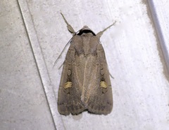 Adelphagrotis indeterminata