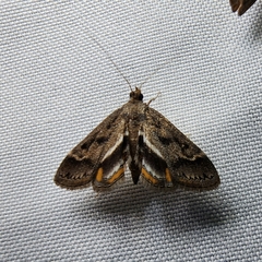 Parapoynx obscuralis