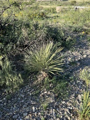 Yucca constricta