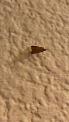 Achyra rantalis