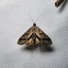 Parapoynx obscuralis