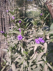 Ruellia jimulcensis