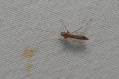 Chironomidae