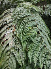 Cyathea